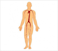 Human Body Clip Art | Human Body Clip Art | Medical clip art ...