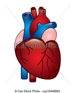 Vector - human heart - stock illustration, royalty free ...