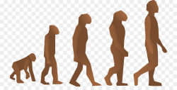 Human evolution Homo sapiens Origen del hombre Natural selection ...