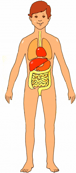 13+ Human Body Clipart | ClipartLook