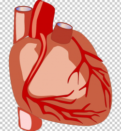 Heart Anatomy Human Body Organ PNG, Clipart, Anatomy, Area ...