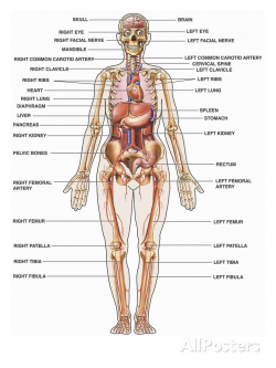 Erfreut Human Body Anatomy And Physiology Zeitgenössisch ...