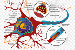 Biological Psychology Biology Neuron Behavioral neuroscience ...