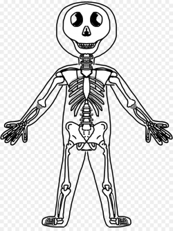 Human Skeletal System Clipart Human Skeleton Human Body Anatomy ...