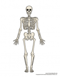 Human Skeletal System Clipart Human Bone Structure Png Human ...