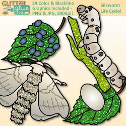 Silkworm Life Cycle Clip Art | Great for Animal Groups, Insect ...