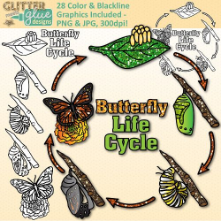 Butterfly Life Cycle Clip Art | Great for Animal Groups, Insect ...