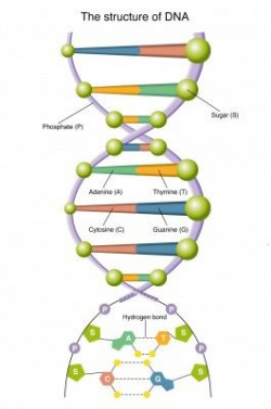Genetics is a science, which deals with the study and understanding ...