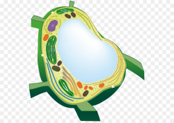 Green Circle clipart - Plants, Biology, Green, transparent ...