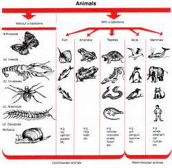 Yes, insects are animals (see column 1) on the animal classification ...