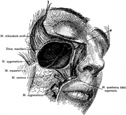 sinus nose human anatomy digital download printable art medical ...