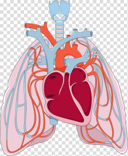 Lung Pulmonary circulation Bronchus Disease Heart, creative ...