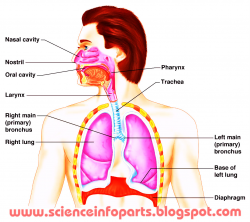 Parts Of The Human Respiratory System Respiratory System | Science ...