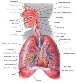 human airway anatomy 16 respiratory system anatomy and physiology ...