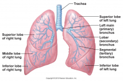 Anatomy of the Lungs and Respiratory System