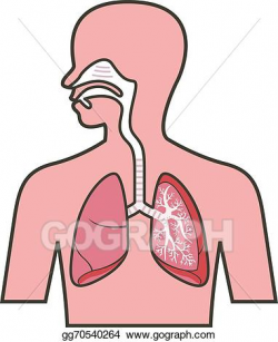 EPS Vector - Respiratory system . Stock Clipart Illustration ...