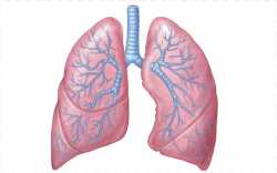 Lung Human body Anatomy Organ Respiratory system, Small ...