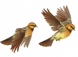 Animation Bundle: Bird Animations Birds Gifs and Birds Clipart All ...