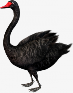 Black Swan, Black, Swan, Animal PNG Image and Clipart for Free Download