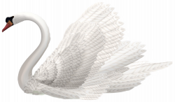 White Swan PNG Clipart Image - Best WEB Clipart