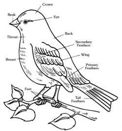 Free #Worksheets of #Animals !!!!: Body parts of #birds #Vocabulary ...
