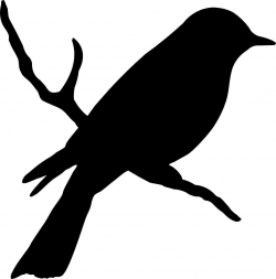 Bird on a branch #birds #silhouette | birds | Pinterest ...