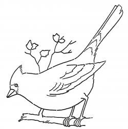 Line Art - Coloring Page - Cardinal on Branch - The Graphics Fairy