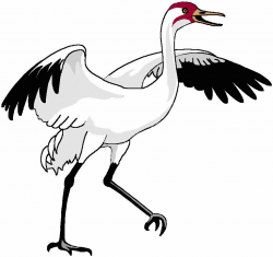 Crane Bird Clipart