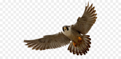 Falcon Clip art - Falcon PNG png download - 800*533 - Free ...