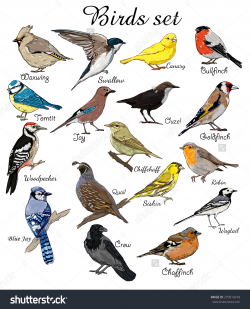 birds names