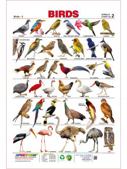 Spectrum Pre-School Kids Learning Laminated Birds Name Educational ...