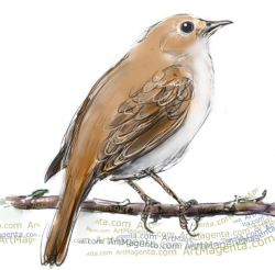 47 best Nightingale images on Pinterest | Nightingale, Birds and ...