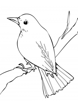 Nightingale #bird #drawing | Drawing & Art | Pinterest | Nightingale ...