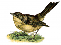 Vintage Clip Art - Sweet Nightingale Bird - The Graphics Fairy