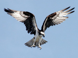 The osprey is at the top of the food chain and it eats th... - ThingLink