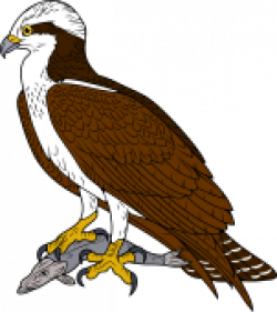 Bird Of Prey clipart osprey - Pencil and in color bird of prey ...