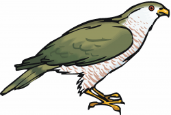 Bird clipart osprey - Pencil and in color bird clipart osprey
