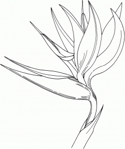 Bird Of Paradise Drawing Bird Of Paradise Flower Coloring Online ...