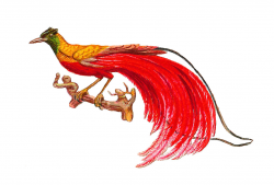 Antique Images: Antique Bird Clip Art: Bird of Paradise with Red ...