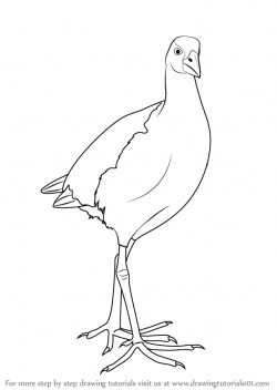 Learn How to Draw a Pukeko (Birds) Step by Step : Drawing Tutorials ...