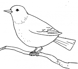 Bird Drawings Clipart