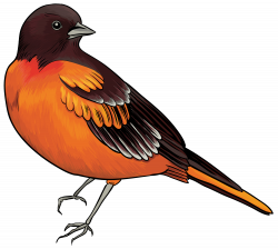 Black and Orange Bird PNG Clipart - Best WEB Clipart