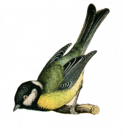 Vintage Clip Art - Pretty Bird on Branch - The Graphics Fairy