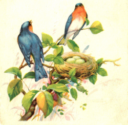Antique Images: Free Bird Clip Art: 2 Birds in a Tree with Nest and ...