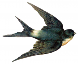 Vintage Clip Art - Bird - Best Swallow Ever! - The Graphics Fairy