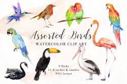 Assorted Birds Watercolor Clip Art ~ Illustrations ~ Creative Market