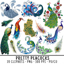 Peacock Clipart, Bird Clipart, Peacock Clip Art, Bird Clip Art, Peacock  PNG, PNG Peacock, Clipart Peacock, Clipart Bird, Peacock Feathers
