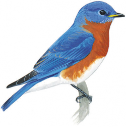 DIY: Build a Bluebird Box | Audubon