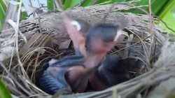 Bird Nest Clip Art | Sparrow Baby Bird in Nest or House videos - YouTube