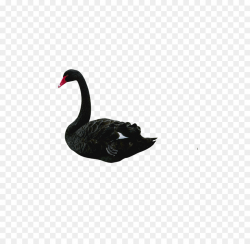 The Black Swan: The Impact of the Highly Improbable Bird Black swan ...